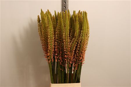 Eremurus Cleopatra