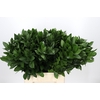 Ruscus Hypophyllum