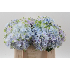 Hydr M Ch Verena Bl Pastel