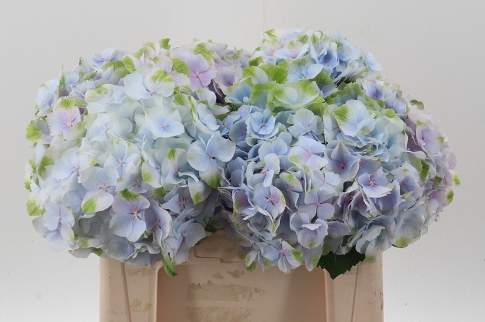 <h4>Hydr M Ch Verena Bl Pastel</h4>