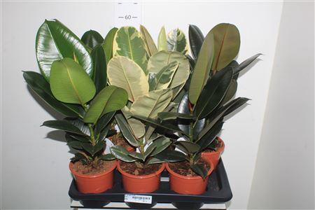 <h4>Fic Ov Gem 3 Srt</h4>