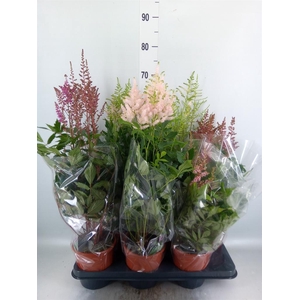 Astilbe   ...mix 4