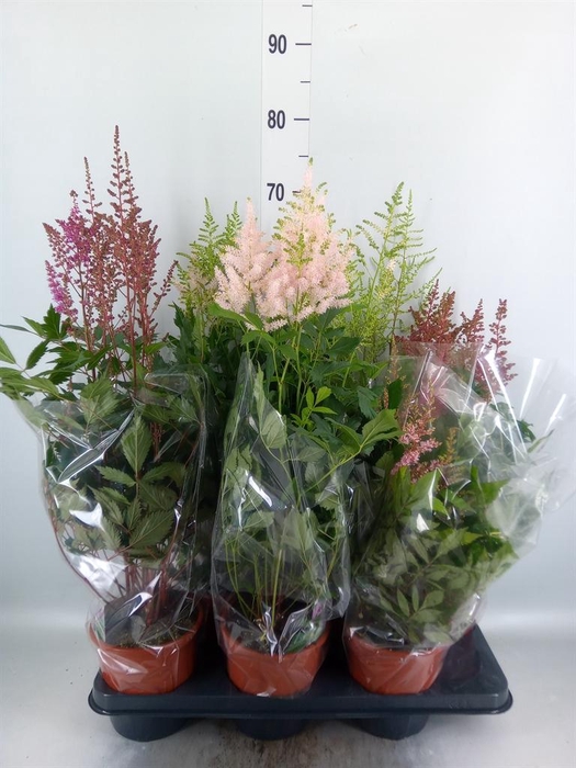 <h4>Astilbe   ...mix 4</h4>