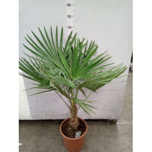 Trachycarpus fortunei