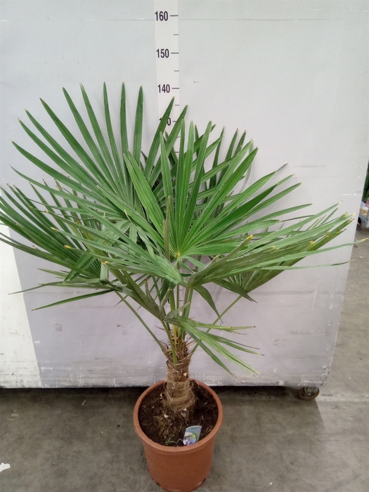 Trachycarpus fortunei