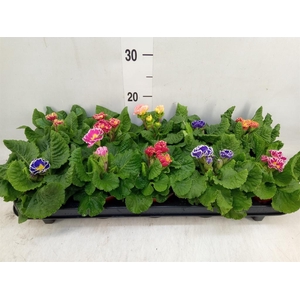 Primula ac. 'Sirococco'   ...mix