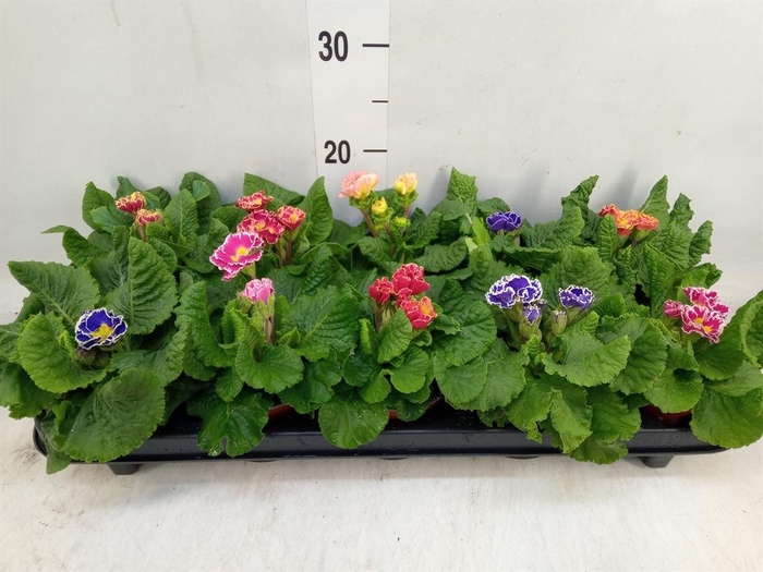 <h4>Primula ac. 'Sirococco'   ...mix</h4>