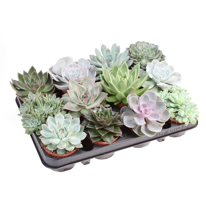 <h4>Echeveria   ...mix</h4>