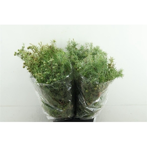 Jenever Bes Juniperus