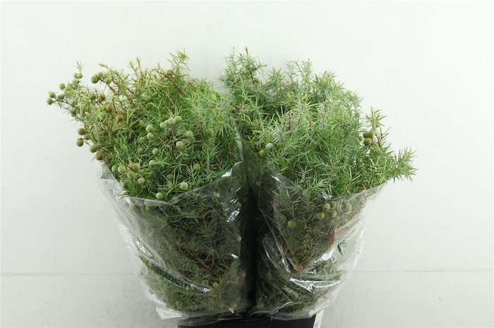 <h4>Jenever Bes Juniperus</h4>