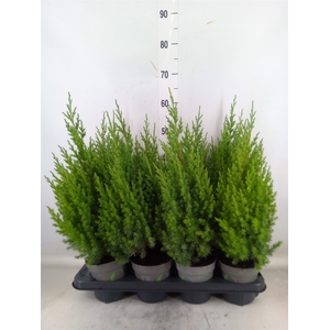 Juniperus chinensis 'Stricta'