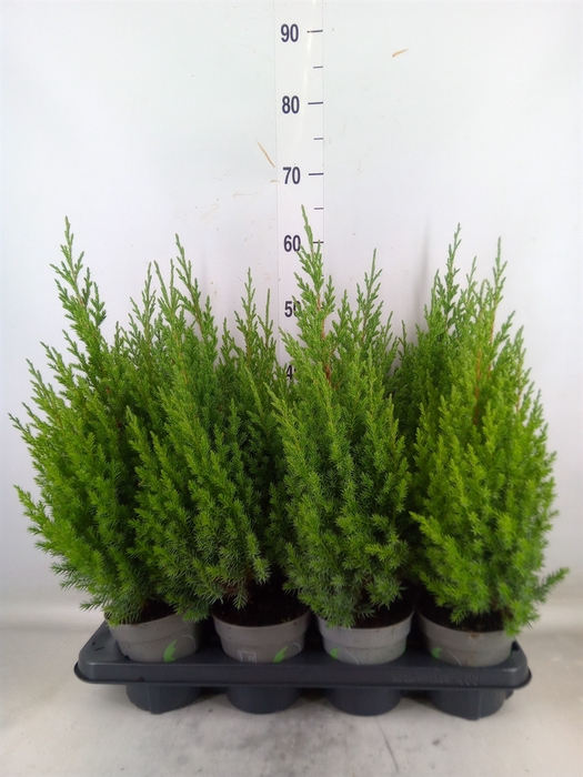 <h4>Juniperus chinensis 'Stricta'</h4>