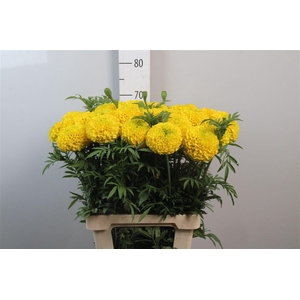Tage E Co Yellow