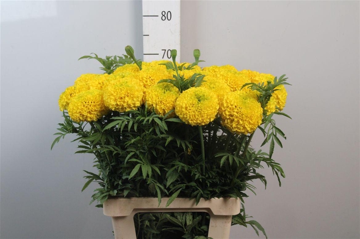 <h4>Tage E Co Yellow</h4>