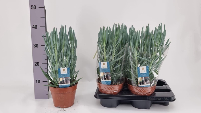 <h4>CURIO FIC BLUES</h4>