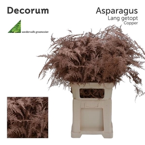 Asp lang getopt Copper