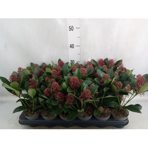 Skimmia jap. 'Rubella'