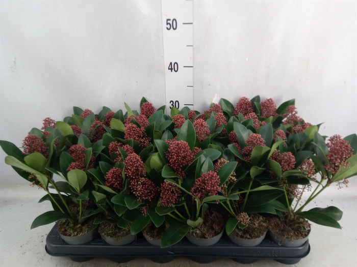 Skimmia jap. 'Rubella'