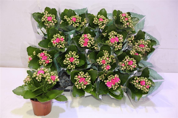 <h4>Kal Ge Nando Pink</h4>