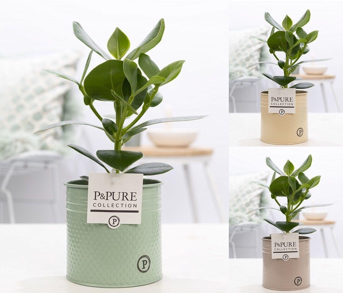 <h4>Clusia Rosea Princess in P&PURE Louise 4 ass.3</h4>