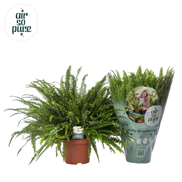 <h4>Nephrolepis exaltata 'Green Lady'</h4>