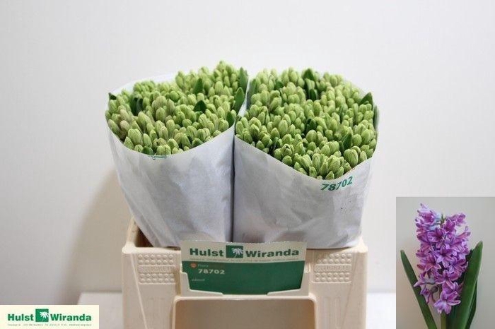 <h4>Hyac Purple Voice</h4>