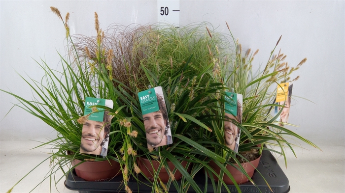 <h4>Carex   ...mix</h4>