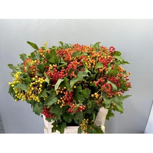 VIBUR OP COMPACTUM