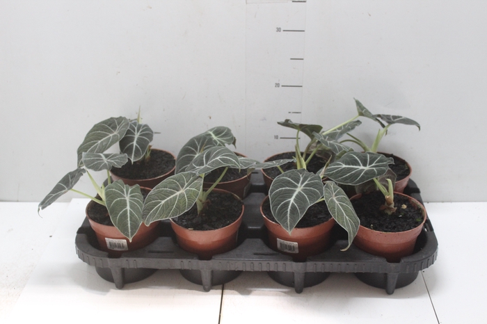 <h4>ALOCASIA BLACK P12</h4>