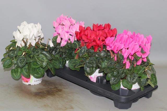 <h4>CYCL GR SUP XL</h4>