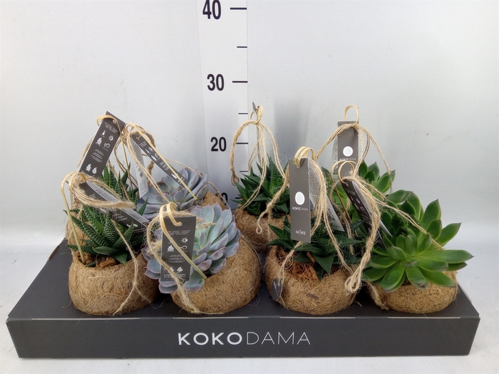 <h4>Succulents   ...mix 4</h4>
