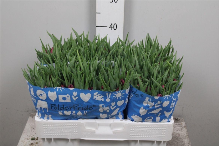 <h4>Tu Du World Bowl</h4>