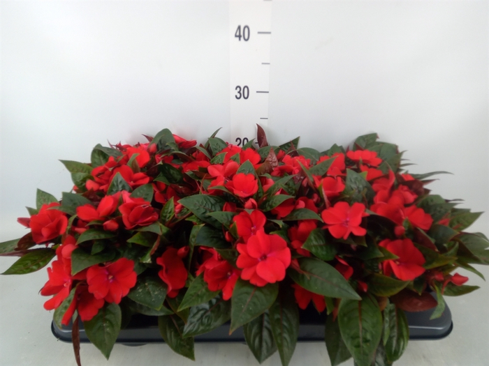 <h4>Impatiens NG 'Tamarinda Dark Red'</h4>