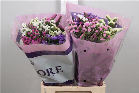 <h4>Lim S Gemengd St</h4>