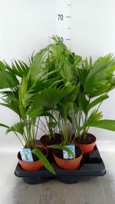 <h4>Livistona rotundifolia</h4>