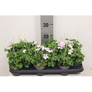 Pel Pelt Balkon White