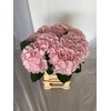 Hydrangea verena