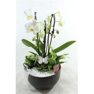 0948 Cascade 3-Tak WHITE