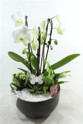 <h4>0948 Cascade 3-tak White</h4>