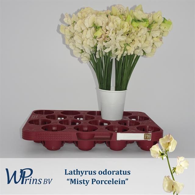 <h4>LATHYR MIST PORCELEI</h4>