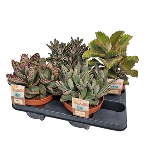 KALANCHOE OV