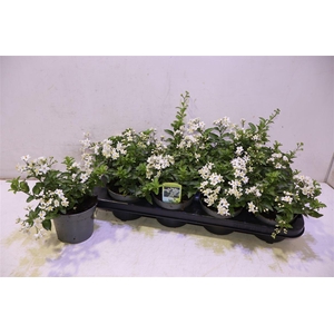 Solanum Jasminoides