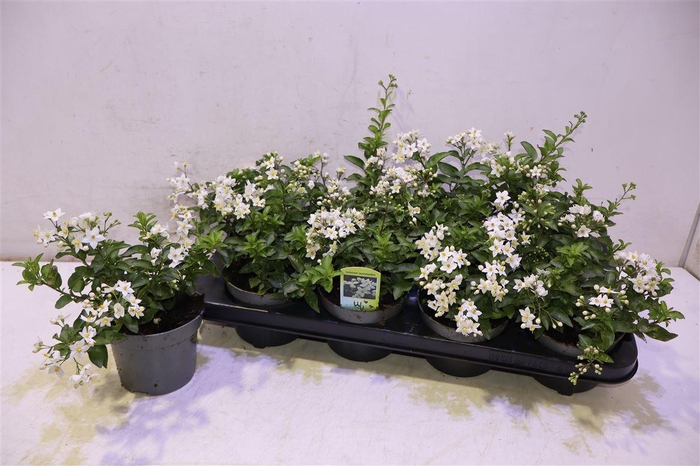 <h4>Solanum Jasminoides</h4>