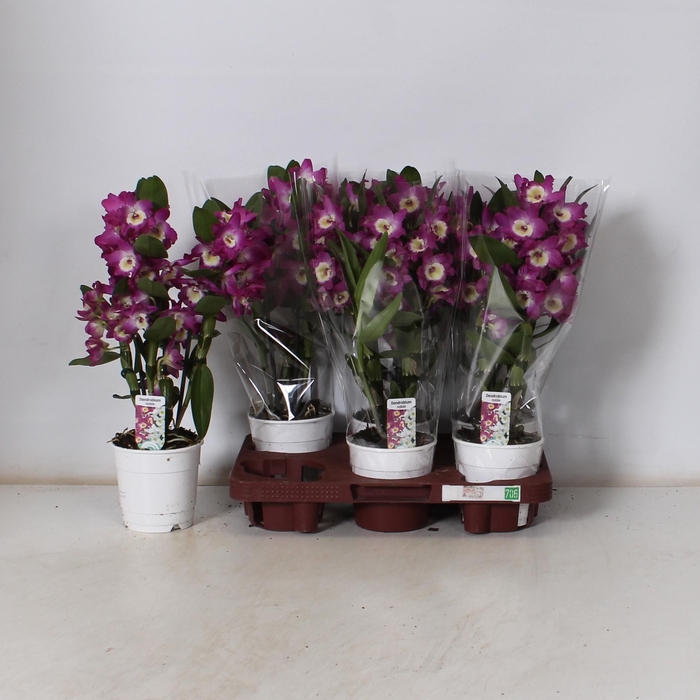 <h4>DEND NOBILE</h4>