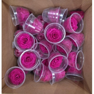 Ro Pres Medium Fuchsia
