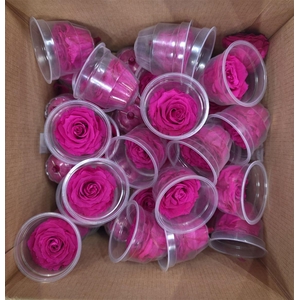 Ro Pres Medium Fuchsia