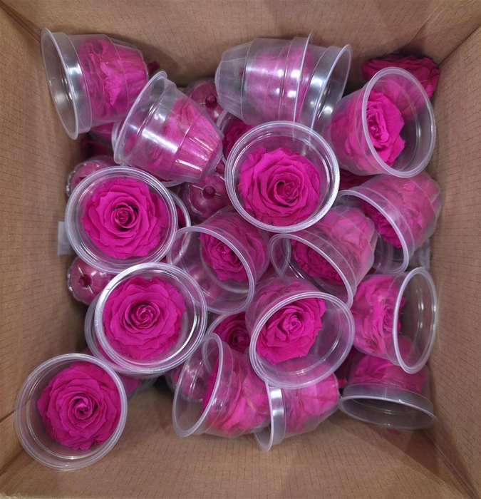 <h4>Ro Pres Medium Fuchsia</h4>