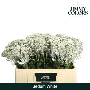 Sedum L55 White
