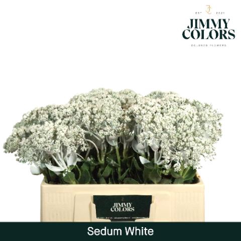 <h4>Sedum L55 White</h4>