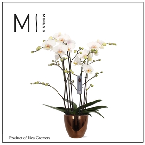 Phalaenopsis Marvellous White 50+ – 17cm in Sven Gold | Mimesis